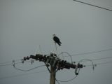 Osprey in Bend